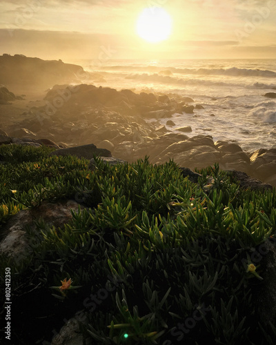 Sunset over the Atlantic Ocean coast with ice plants growing on the rocks near Canidelo, Porto, Portugal, January 2018