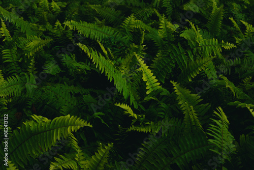 Green fern leaves in the forest. Natural green background. Close up.