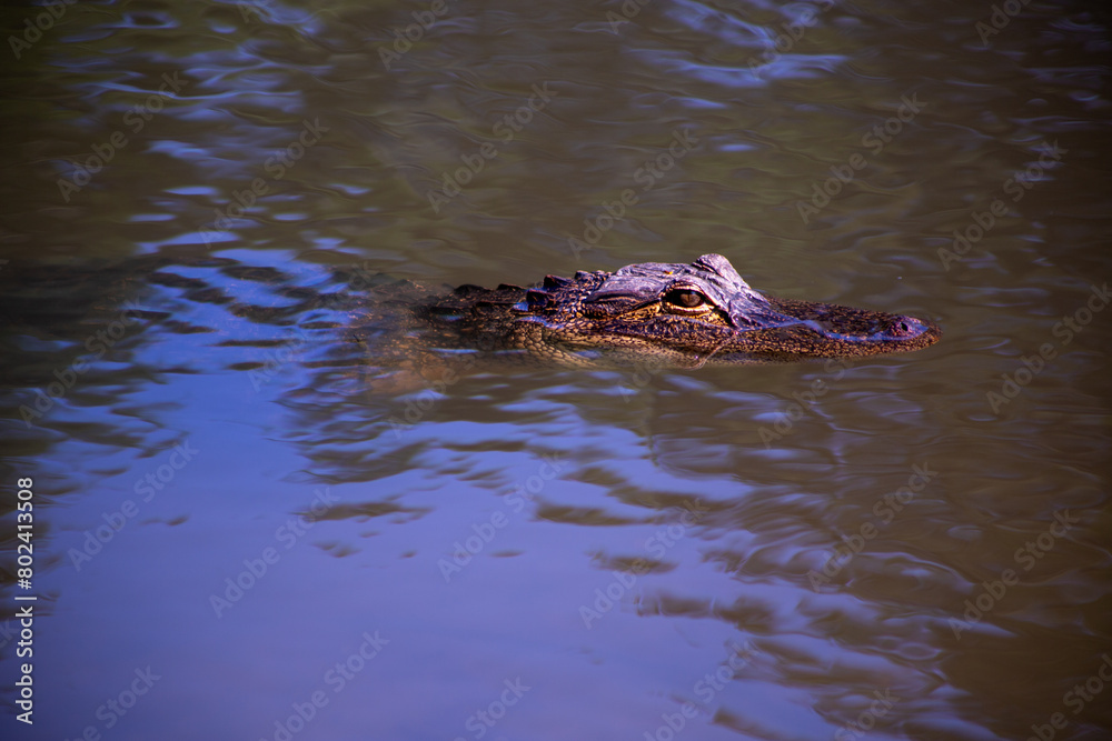 Baby alligator in a mirky pond Baby alligator in a mirky pond