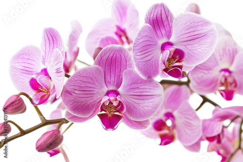 Pink orchid flowers isolated on a white background.