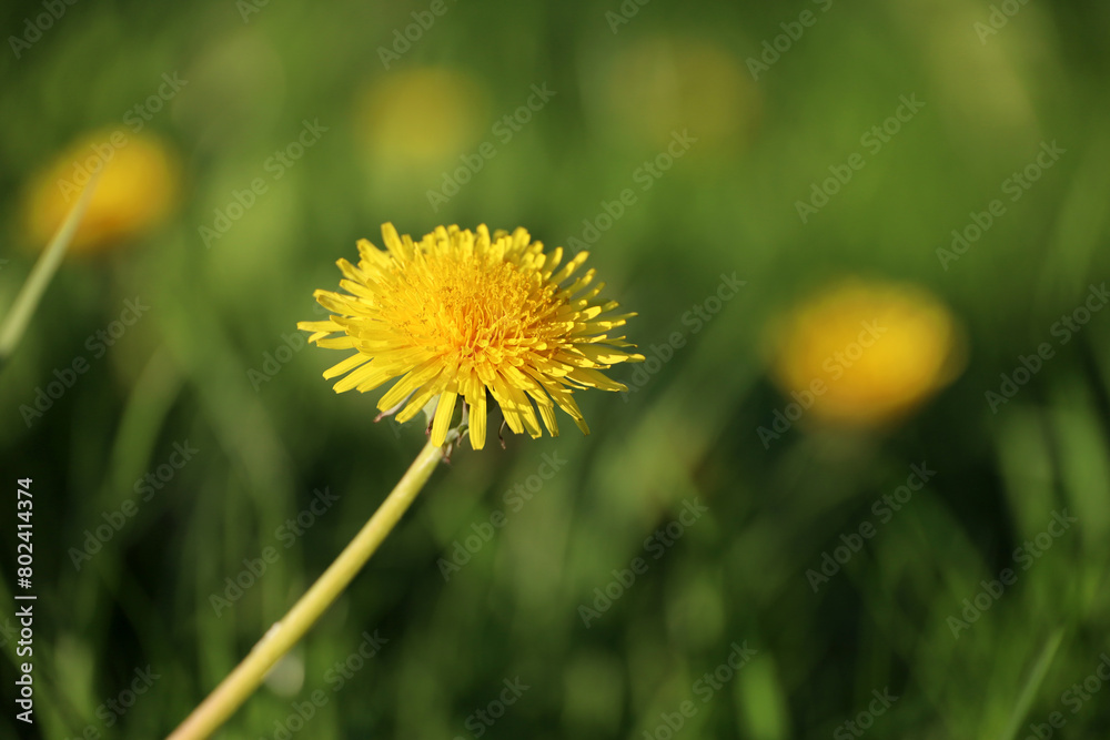 Blooming dandelion, spring flower in green grass. Meadow with dandelions Blooming dandelion, spring flower in green grass. Meadow with dandelions