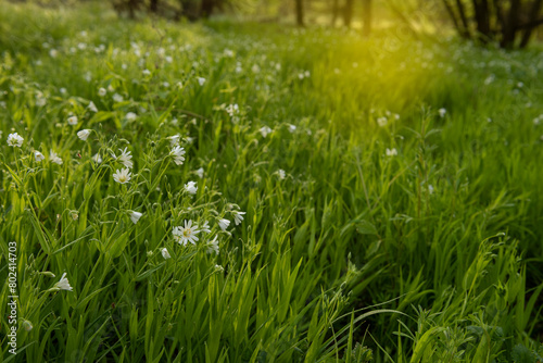 lush bloom of white wildflowers on a meadow iin the spring forest 