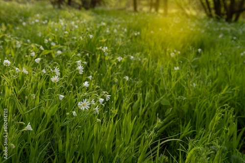 lush bloom of white wildflowers on a meadow iin the spring forest
 photo