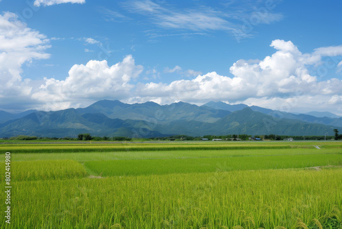 A field of green rice with a blue sky in the background