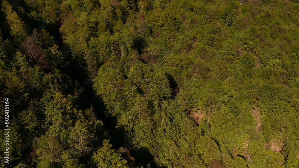 forest in Transylvania forest in Transylvania