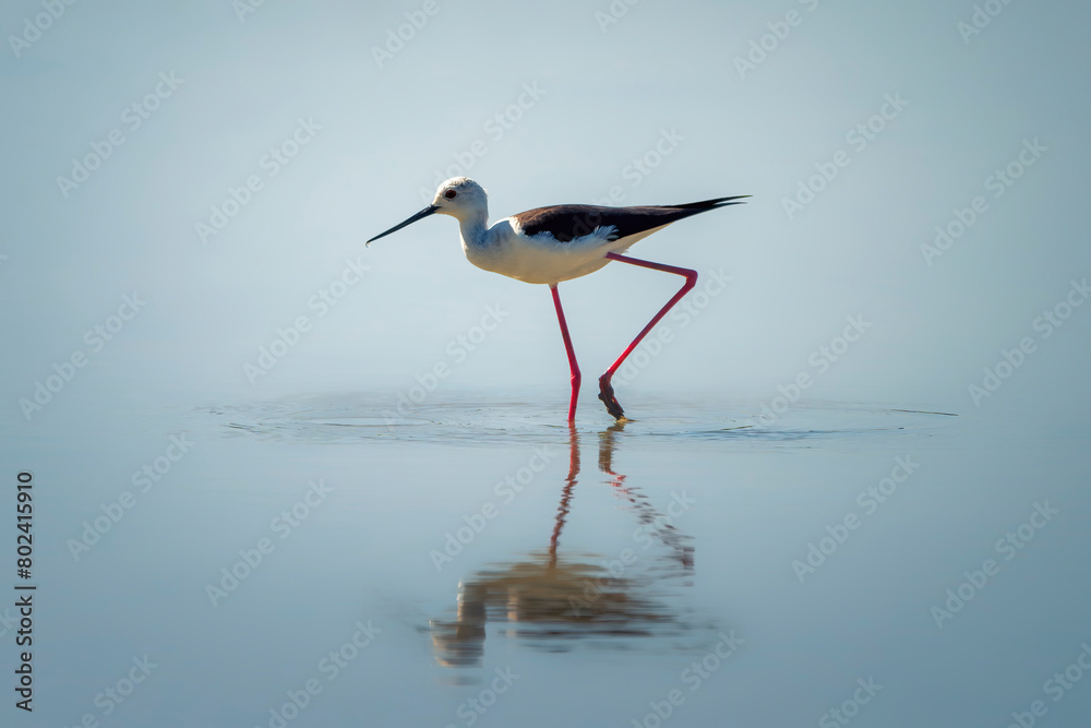 Obraz premium Black-winged stilt (Himantopus himantopus), very long-legged wader in the avocet and stilt family. Nature reserve of the Isonzo river mouth, Isola della Cona, Friuli Venezia Giulia, Italy. 