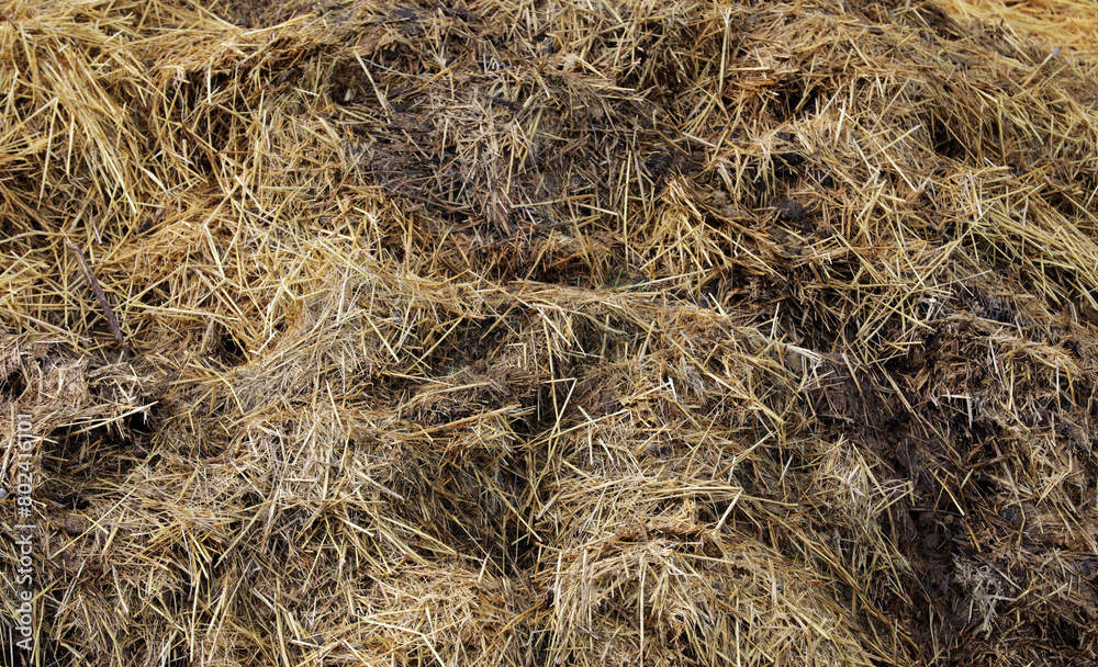 Horse manure Horse droppings dung in a field Horse manure Horse droppings dung in a field