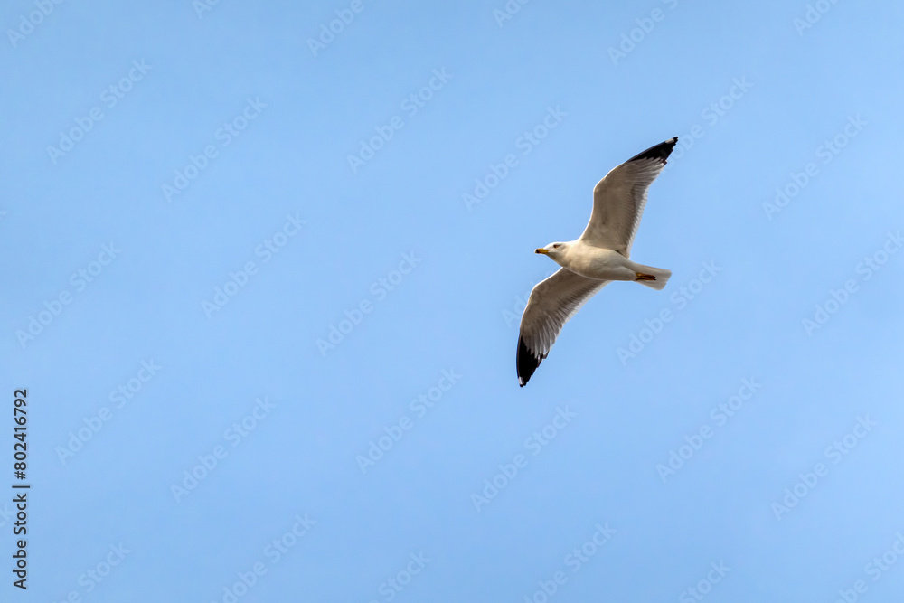 Seagull flying with blue sky background. sky and bird bottom up view landscape Seagull flying with blue sky background. sky and bird bottom up view landscape