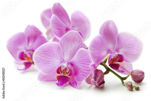 Pink orchid flowers isolated on a white background.