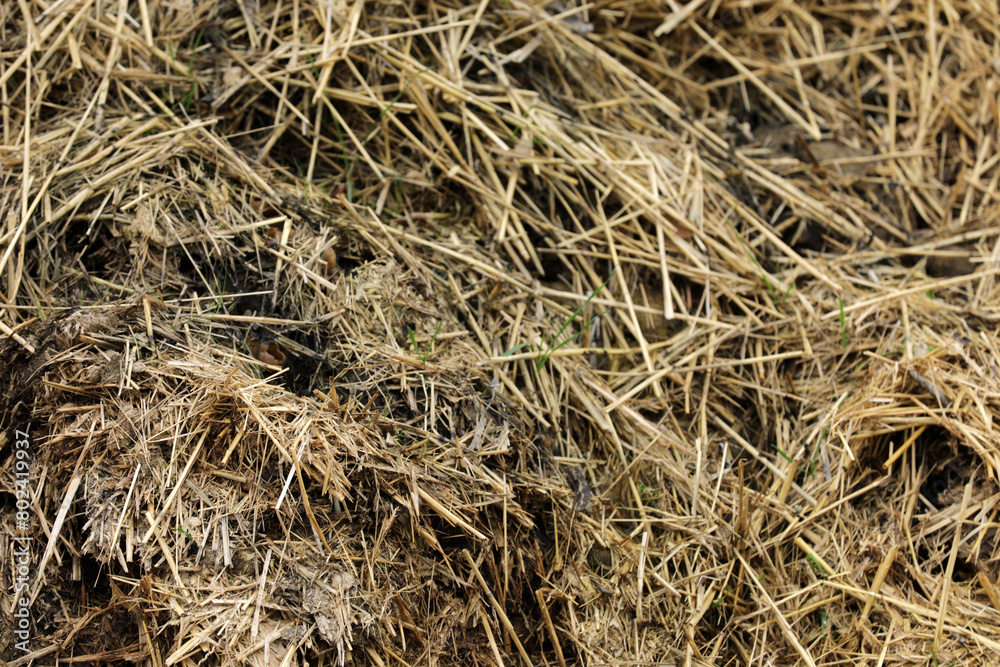 Horse manure Horse droppings dung in a field Horse manure Horse droppings dung in a field