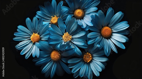 There are several blue daisies with yellow centers on a black background.