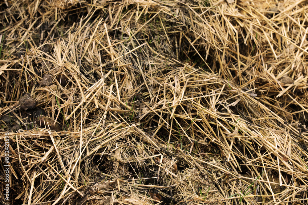 Horse manure Horse droppings dung in a field Horse manure Horse droppings dung in a field