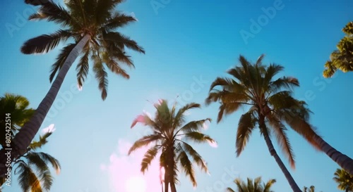 Wallpaper Mural palm trees against blue sunny sky Torontodigital.ca