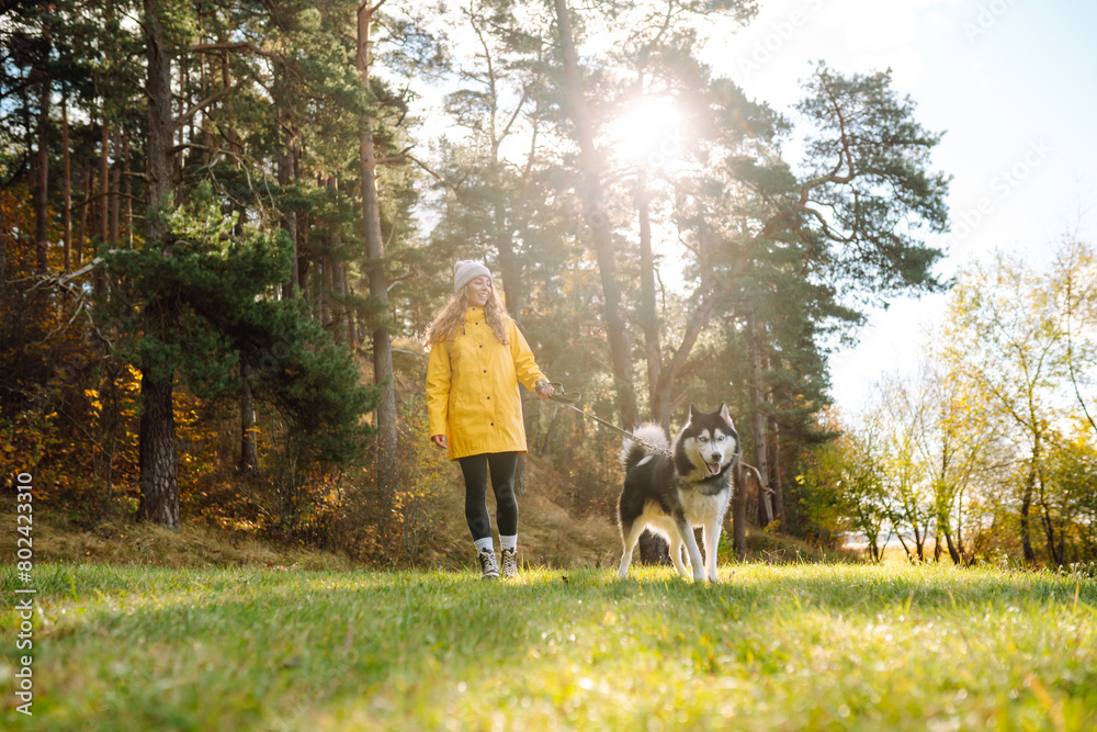 A young woman walks with her dog in the autumn forest. Husky dog. Pet owner enjoys walking her dog outdoors. A young woman walks with her dog in the autumn forest. Husky dog. Pet owner enjoys walking her dog outdoors.