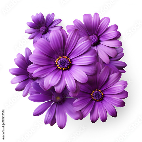 A cute Cineraria flower isolated on white background