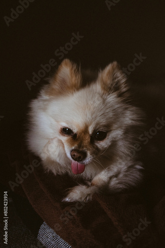 Pomeranian dog relaxing in home