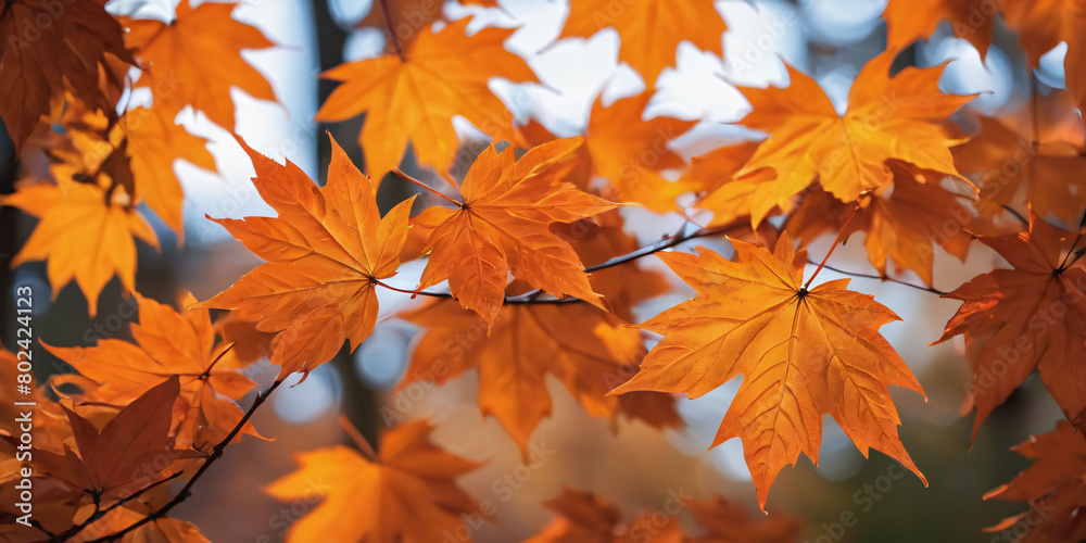 autumn maple leaves