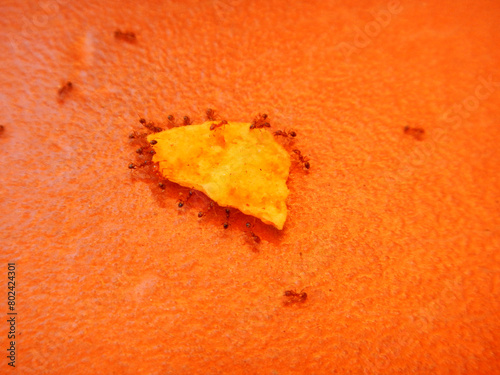 Red ants carrying food on orange background