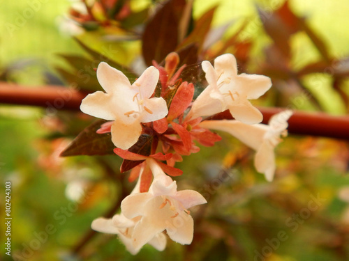 White flowers of the Abelia Grandiflora plant