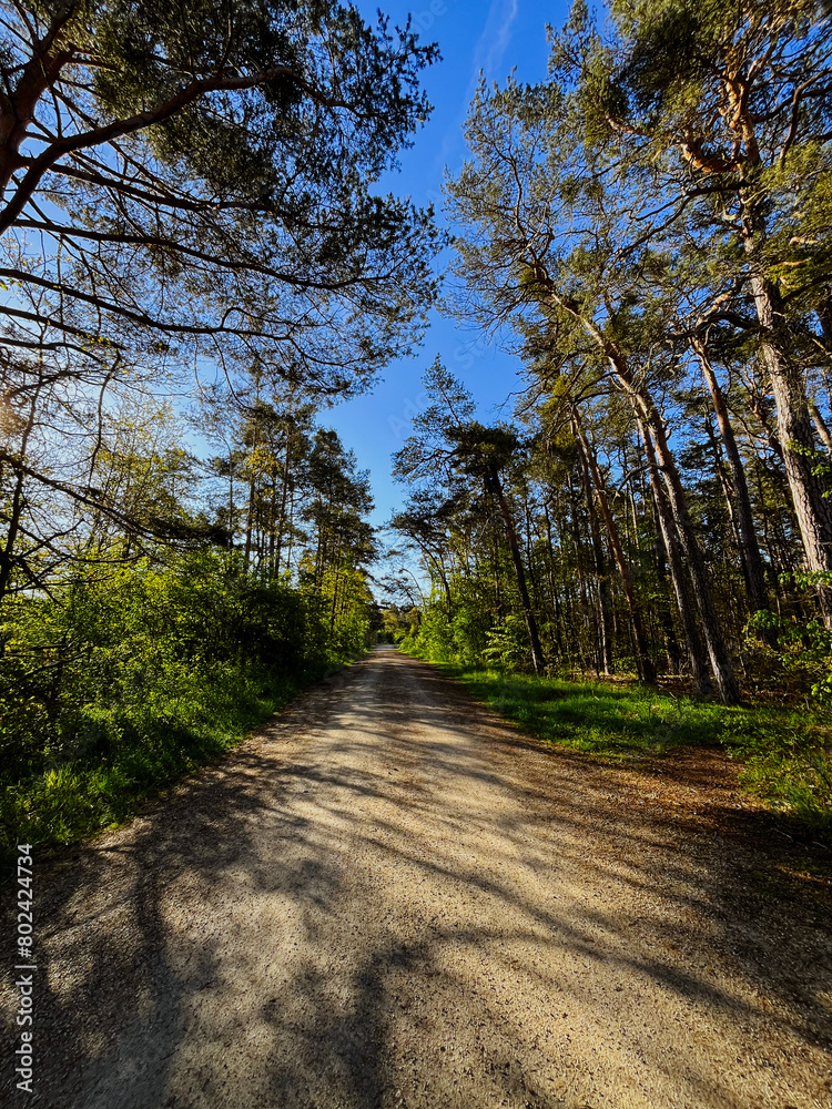 Fototapeta premium camino en el bosque