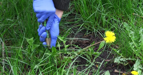 A farmer is uprooting dandelions in his garden, a concept on the theme of weed control photo