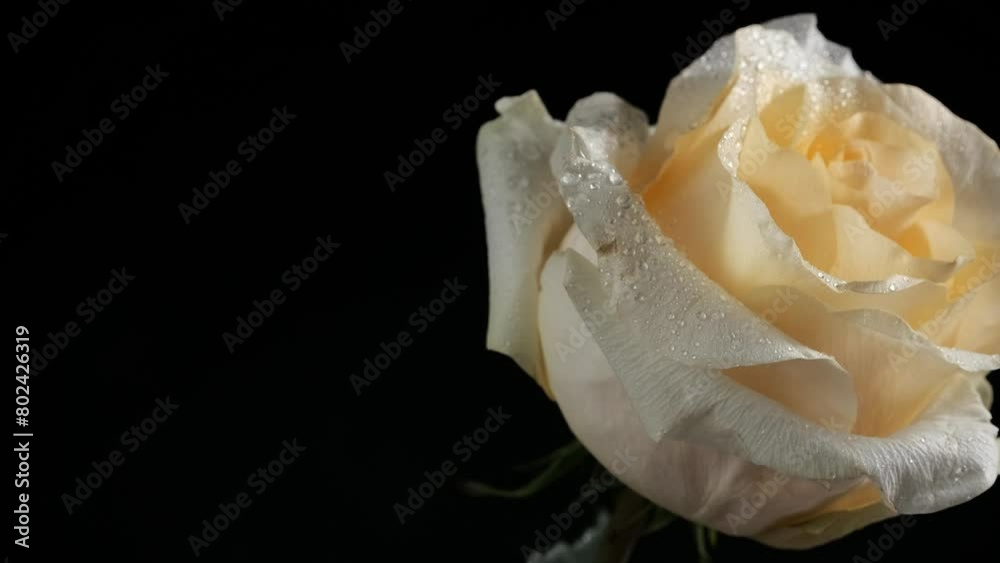 Primo piano di una rosa champagne con gocce di rugiada, spazio per testo, sfondo nero Primo piano di una rosa champagne con gocce di rugiada, spazio per testo, sfondo nero