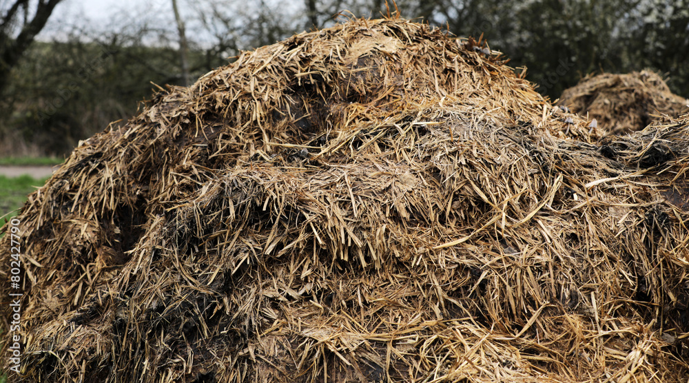Horse manure Horse droppings dung in a field Horse manure Horse droppings dung in a field