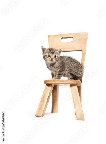 Tabby kitten sitting on a chair on white background