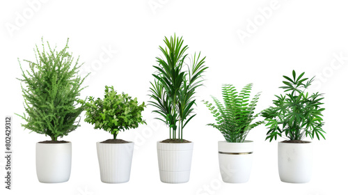 Indoor Plants on transparent background