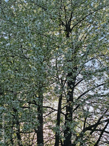 Spring in the garden. Tall white pear tree in flowers. Vertical shot.