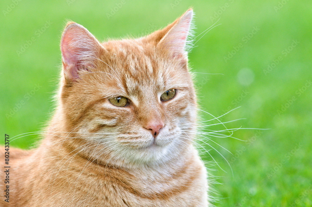 Close-up portrait of domestic red-haired cat with big yellow eyes. Close-up portrait of domestic red-haired cat with big yellow eyes.