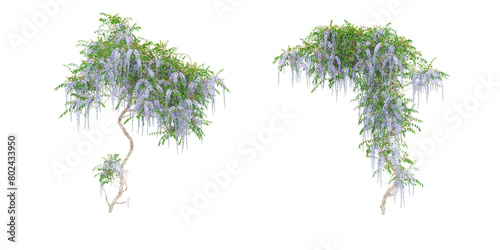 Creeper plants isolated on white background