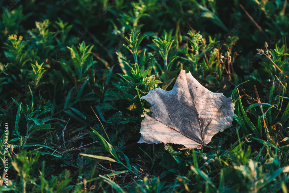 old leaf on fresh grass