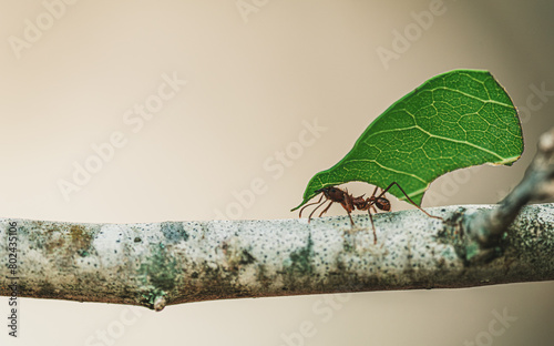 leaf cutter ant on a branch