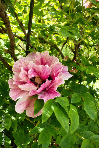 Pink peony blooming on a spring day in the Hermannshof Gardens in Weinheim, Germany.