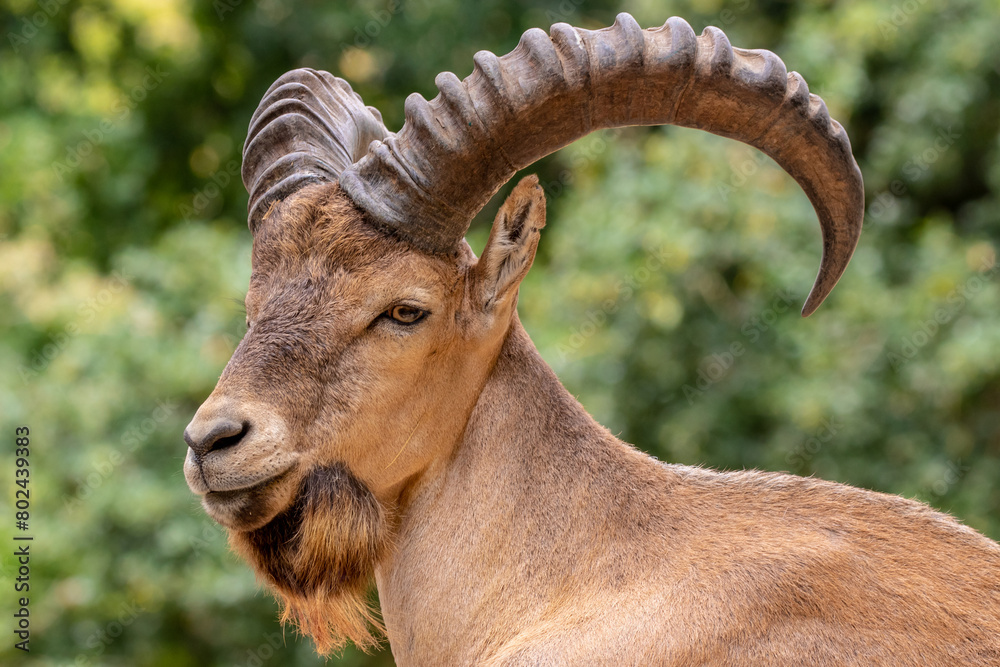 Nubian ibex - Capra nubiana - Bouquetin de Nubie
