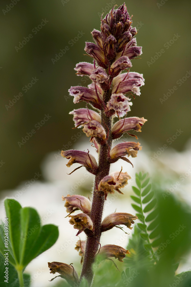 Common Broomrape (Orobanche minor) growing in wildflower meadow, Sardinia, Italy. Common Broomrape (Orobanche minor) growing in wildflower meadow, Sardinia, Italy.