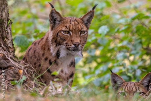 Carpathian lynx - Lynx lynx carpathicus - Lynx d'Europe