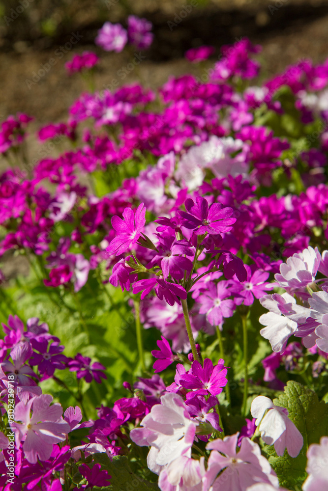 Primrose (primula cortusoides) blooming in a garden in spring Primrose (primula cortusoides) blooming in a garden in spring
