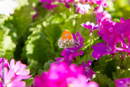 The orange tip (Anthocharis cardamines) butterfly on the primroses (primula cortusoides) flowers photo