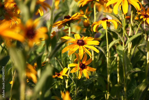 Rudbeckia in yellow and brown tones create the big bright stain in a garden.