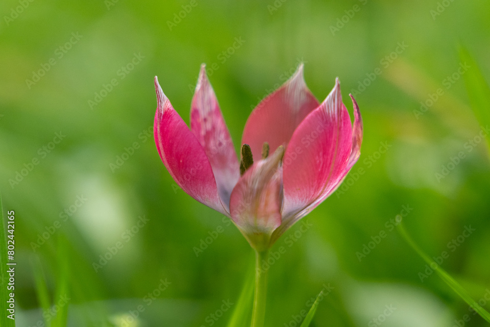 Pink Tulip Humilis Helene flower on a blurred clean green background. Concept of nature delicacy