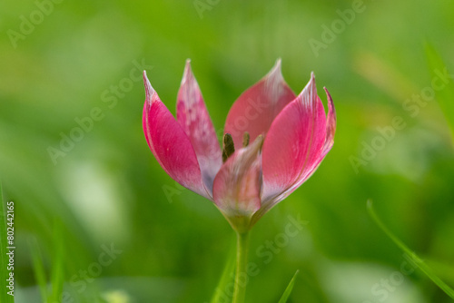 Pink Tulip Humilis Helene flower on a blurred clean green background. Concept of nature delicacy