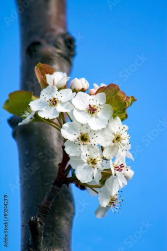 Bouquet of White Spring Flowers or Blooms Growing out of the Side of a Tree with Vibrant Blue Sky Behind - Bridal shower, Baby Shower, Bouquet, Botany, Arborist