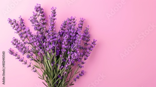 Lavender bouquet on a pink background. Flat lay floral composition. Spring and wellness concept. Design for wallpaper  greeting card