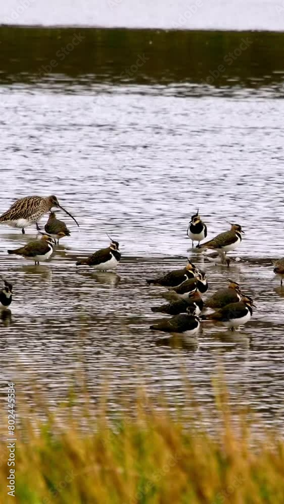 Birds congregating at a lake surrounded by grass; this video can be used in educational materials to depict bird behavior or wetland ecosystems.