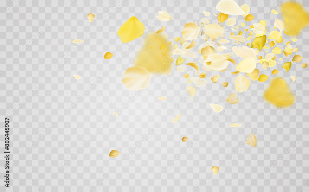 Yellow falling rose or sunflowers petals.Transparent panoramic horizontal background.Amber flower spring template.
