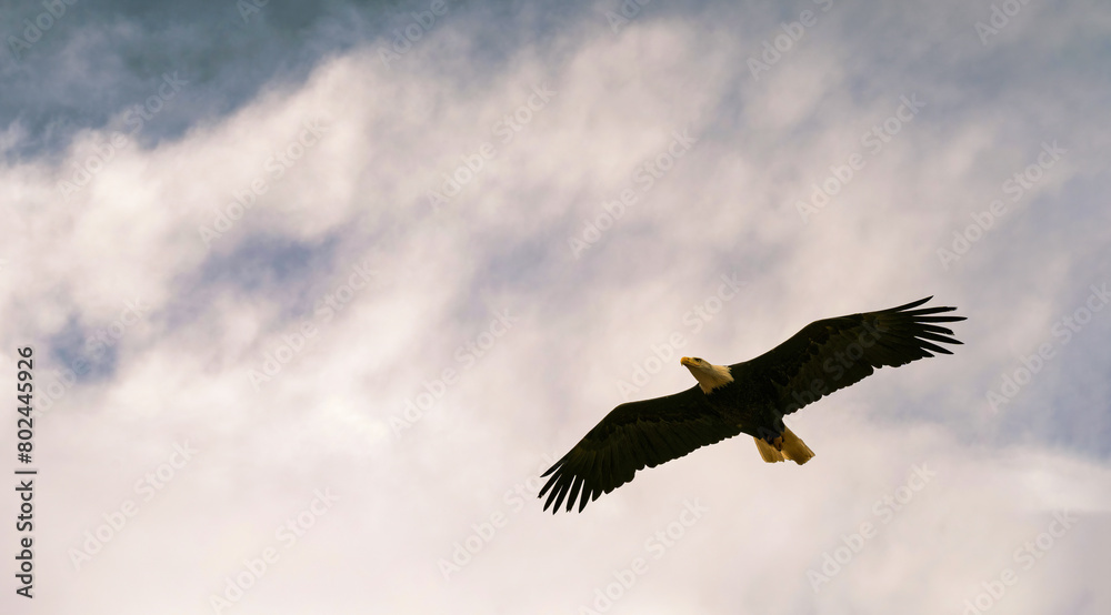 Bald eagle a species of Hawks (accipitridae) aka Haliaeetus also called sea eagles flying against clear blue sky
