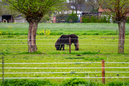 Rural Dutch landscape with green pasture, horses and farms in Gelderland