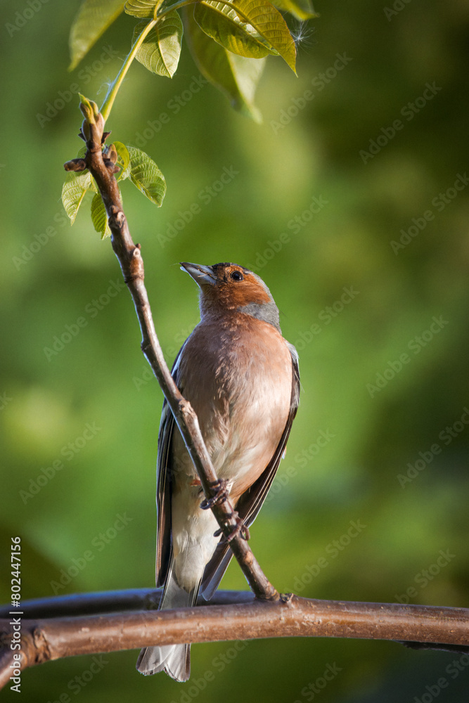 Fototapeta premium A male common chaffinch (Fringilla coelebs) sits on a thick branch with green leaves toward the camera lens on a spring evening. Close-up portrait of male chaffinch with green background.